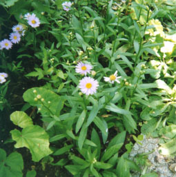 桧原の草花