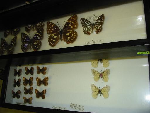 高尾自然博物館　蝶標本